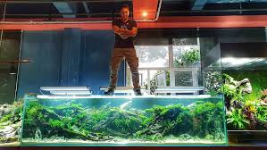 Big In Shanghai Oliverknott Ok Aqua Aquarebell Aquascaping Cfaa Chinaaquascape Shanghaishichang Liuboaqu Aquascape Freshwater Aquarium Discus Tank