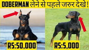 European type great dane puppies with strong european lines on both sides of their pedigree. Doberman Price In India 2020 Doberman Price Difference Wholesale Dog Market Galiff Street Youtube