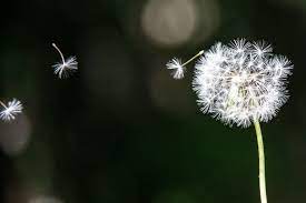 Pin By Kim Ward On Plaatjes Bord Dandelion Wallpaper Dandelion Flower Wallpaper