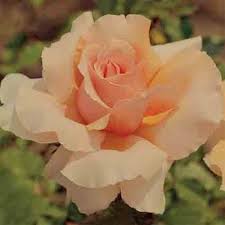 While working on the script, he originally had the characters poe dameron and finn go to canto bight together, but he decided having a female character accompany finn would make for a more interesting dynamic because otherwise, it was just these two dudes on an adventure. Just Joey Hybrid Tea Rose