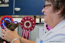 Lilac Point Siamese and Oriental Pictures 2016