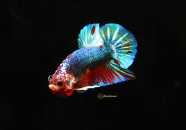 Is it a cross between a halfmoon and a plakat? Emerald Green Fancy Halfmoon Plakat Betta Released Bettasplendid Com