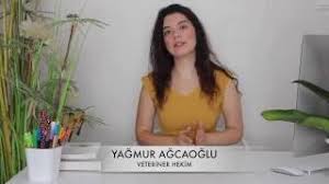 Kopekler Karpuz Yiyebilir Mi Youtube