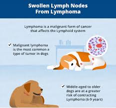 While you might expect a dog with cancer to show signs of illness, many dogs with lymphoma behave normally. What Causes Swollen Lymph Nodes In Dogs Canna Pet