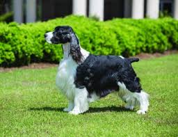 Maybe you would like to learn more about one of these? English Springer Spaniel Dog Breed Profile Petfinder
