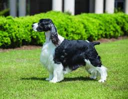 A veterinarian will answer you now! English Springer Spaniel Dog Breed Profile Petfinder