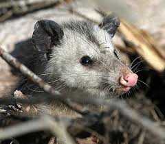 Check spelling or type a new query. Monroe Outdoors Can Opossums Hang By Their Tails Our Community Mymcr Net