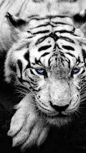 Lihat ide lainnya tentang harimau, lantai bambu, harimau benggala. Galaxy S7 Wallpaper Fotografi Hewan Harimau Putih Binatang Buas