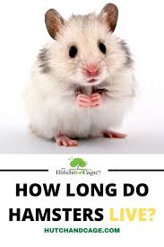 Maybe you would like to learn more about one of these? How Long Do Hamsters Live 2 Hamster Live Hamster Life Hamster