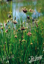 Image result for Bolboschoenus