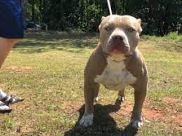Our breedings are carefully planned out, sometimes a very long time in advance. Michigan Xl Xxl Bully Pitbull Breeder World Renowned American Bully Pit Bull Breeder Pitbull Puppies American Bully Pit Bull Puppies For Sale