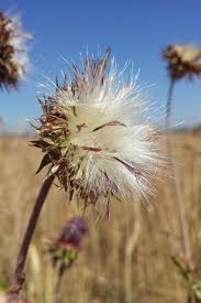 Image result for Carduus nyassanus