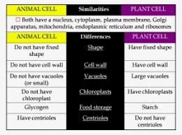Tabulation Of Plant And Animal Cell Png Image Transparent Png Free Download On Seekpng