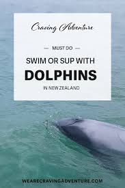 How To See Dolphins In Curio Bay Craving Adventure Travel Fun New Zealand Adventure