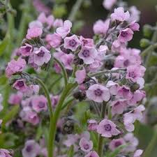 Image result for Cynoglossum inyangense