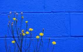 How to use yellow and blue flower white background or you could see other high quality picture are still related to yellow and blue flower white background at the bottom. Wallpaper Yellow Flowers Blue Wall Background 1920x1200 Hd Picture Image