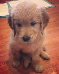 Honor goldens are known for wonderful temperaments that fit into any family or serve in. Litter Of 4 Golden Retriever Puppies For Sale In Charlotte Nc Adn 60738 On Puppyfinder Com Gender Male Age 6 We Golden Retriever Litter Of Puppies Puppies