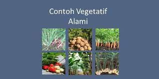 Maybe you would like to learn more about one of these? 10 Contoh Vegetatif Alami Pada Tumbuhan Lengkap Beserta Gambar