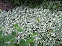 Stems creep along the ground and can grow to between 4 and 12 inches long. Growing Aegopodium Bishop S Weed Tips For The Care Of Snow On The Mountain