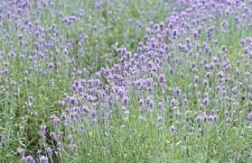 The Best Ways To Propagate Lavender Plants How To Propagate Lavender Lavender Plant Growing Lavender