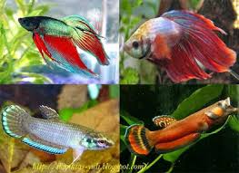 Ada lebih dari 60 jenis spesies ikan cupang alam. Jenis Jenis Ikan Cupang Spesies Cupang Alam