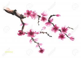 C'est la fleur de cerisier, la fleur préférée des japonais. Fleur De Cerisier Dessin Excellent 76 Elegant Graphie De Cerisier Du Japon Dessin Noir Et B Fleur De Cerisier Dessin Art De Fleur De Cerisier Fleur De Cerisier