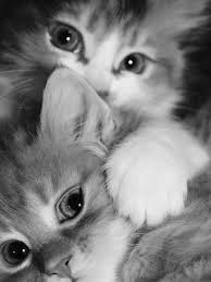 Pin By Gulun Kokusu On Cats Kittens Baby Cats Cute Animals Cute Cats And Dogs