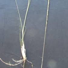 Image result for Sporobolus africanus