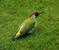 We did not find results for: European Green Woodpecker Birds Of Germany Inaturalist