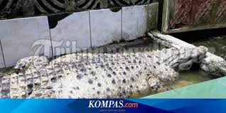 Maybe you would like to learn more about one of these? Meski Unik Ini Alasan Kojek Si Buaya Rumahan Sebaiknya Ditangkarkan Halaman All Kompas Com