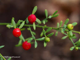 Image result for Osyris compressa