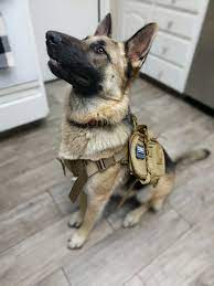 German shepherd dogs for sale in california. Bakersfield Ca German Shepherd Dog Meet Zoey A Pet For Adoption