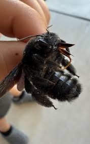Image result for cornish black bee