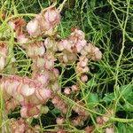 Image result for Rumex sagittatus