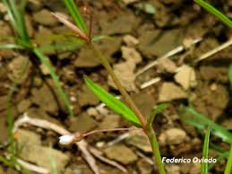 Image result for Oldenlandia lancifolia