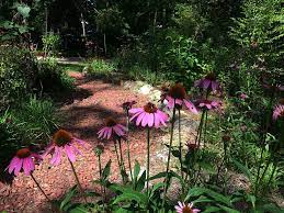 Check spelling or type a new query. Five Essential Perennials For Florida Gardens Native Nurseries