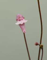 Image result for Genlisea