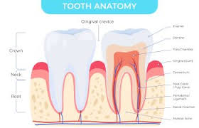 Image result for Tooth Anatomy