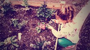 Fast growing hedges for privacy. Easy Fast Growing Flowers For Kids Pro Tec Garden Products