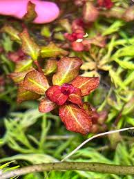 Image result for Ludwigia senegalensis
