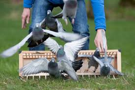 Our fundamental ideology of the pigeon way. Making Pigeon Sport Smarter Mypigeons