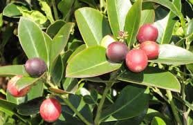 Image result for Zanthoxylum holtzianum