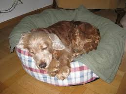 Tiere suchen ein zuhause 09/02/2020. Jerry English Cocker Spaniel 21 Jahre 7 Monate Abschied Regenbogenbrucke 2015 Tierschutzverein Weil Am Rhein E V