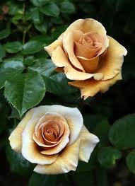 Flowers that last a year ireland. Irish Creme Rose Beautiful Flowers Beautiful Roses Flowers