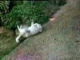 Tepeden Kayarak Kasinan Kopek Komik Videolar Komik Hayvan Videolari Komik Hayvan Videolari Kopek Komik Hayvan