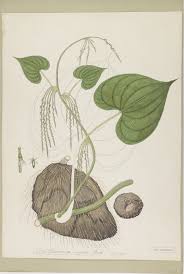 Image result for Dioscorea asteriscus