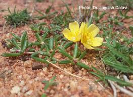 Image result for Portulacaceae