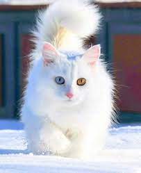 Hd widescreen wallpapers of adorable fluffy baby kittens. Kakaya Krasotka Cute Cats Photos Beautiful Cats Cute Cats