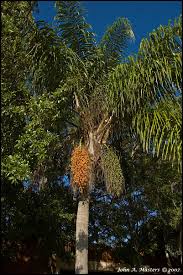 All trees go through a reproductive cycle resulting in seed pods, nuts or fruit. Fruit Trees Queen Palm Tree Fruit