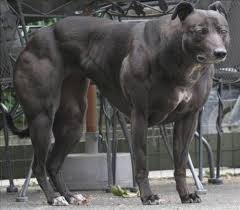 This Is A Dog That Has Genes That Make The Muscles Huge And Makes It Look Funny Dogs Big Dogs Whippet